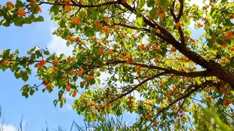 Rami di un albero da frutto con foglie verdi e frutti arancioni sotto un cielo azzurro