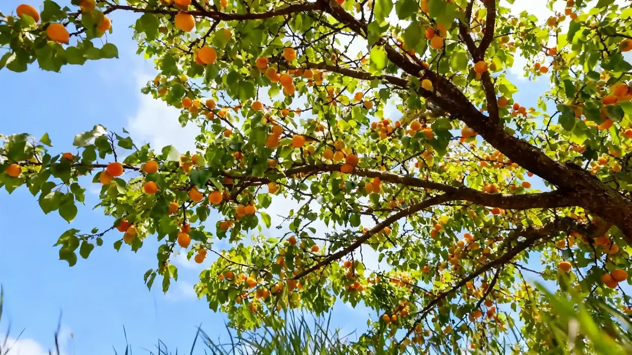 Rami di un albero da frutto con foglie verdi e frutti arancioni sotto un cielo azzurro