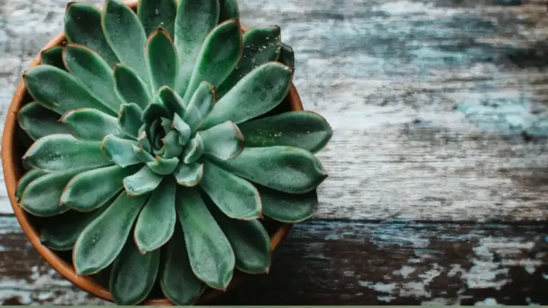 Pianta grassa in un vaso di terracotta su superficie in legno