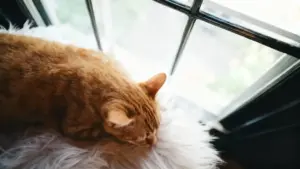 Gatto arancione che dorme su un tappeto bianco vicino a una finestra
