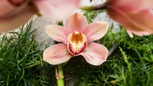 Primo piano di un fiore di orchidea rosa tra foglie verdi