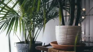 Vasi con piante d'appartamento posizionati in un angolo interno illuminato
