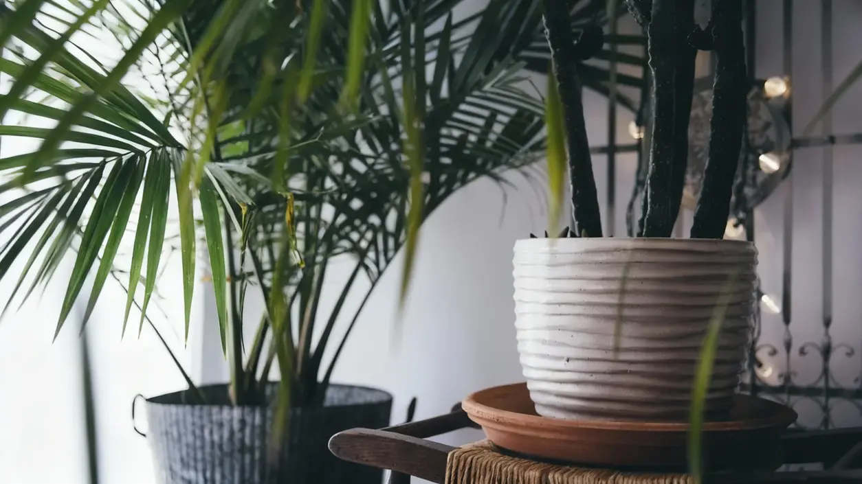 Vasi con piante d'appartamento posizionati in un angolo interno illuminato