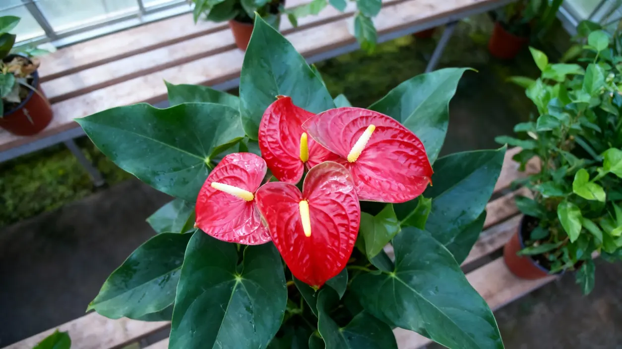 Pianta di anthurium con fiori rossi e foglie verdi in un vaso su una panca di legno