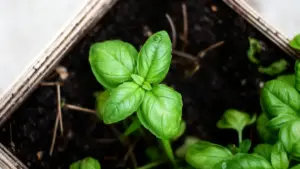 Pianta di basilico con foglie verdi in una cassetta di terra vista dall'alto