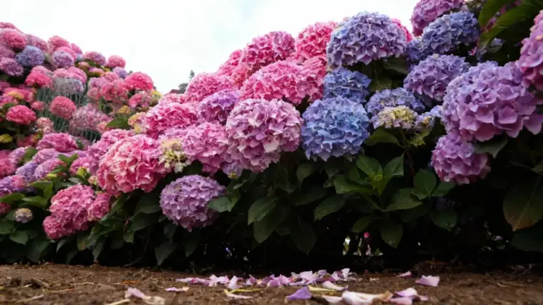 Fioritura abbondante di ortensie rosa, viola e blu in un giardino