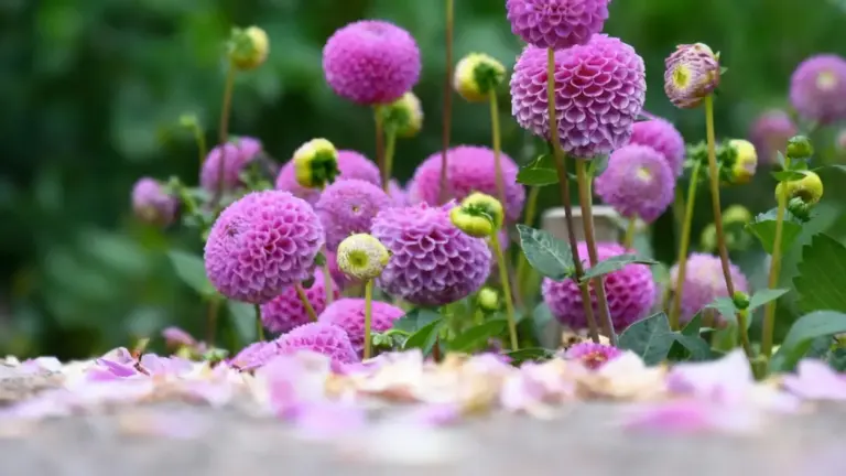 Fiori di dalia viola in fiore in un giardino primaverile