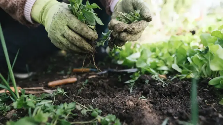 Mani con guanti da giardinaggio rimuovono erbacce da un orto