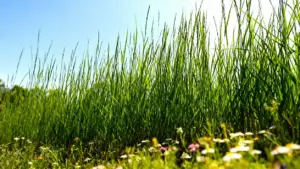 Prato verde con erba alta e fiori selvatici in una giornata soleggiata