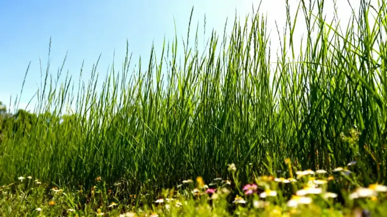 Prato verde con erba alta e fiori selvatici in una giornata soleggiata