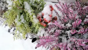 Piante da balcone resistenti al freddo coperte di neve