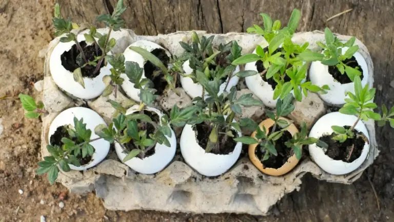 Gusci d'uovo riempiti di terriccio usati come vasi per piantine