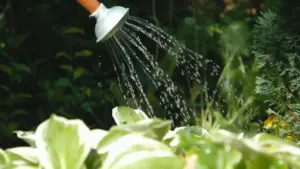 Annaffiatoio che irrora acqua su piante verdi in un giardino
