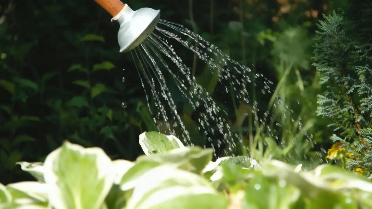 Annaffiatoio che irrora acqua su piante verdi in un giardino