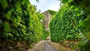 Sentiero tra muri di edera verde con una casa in pietra sullo sfondo