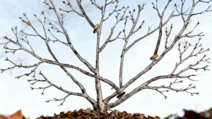 Ramo potatura invernale con segni di taglio su albero spoglio
