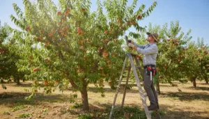 Persona su scala mentre pota un albero da frutto in un frutteto soleggiato