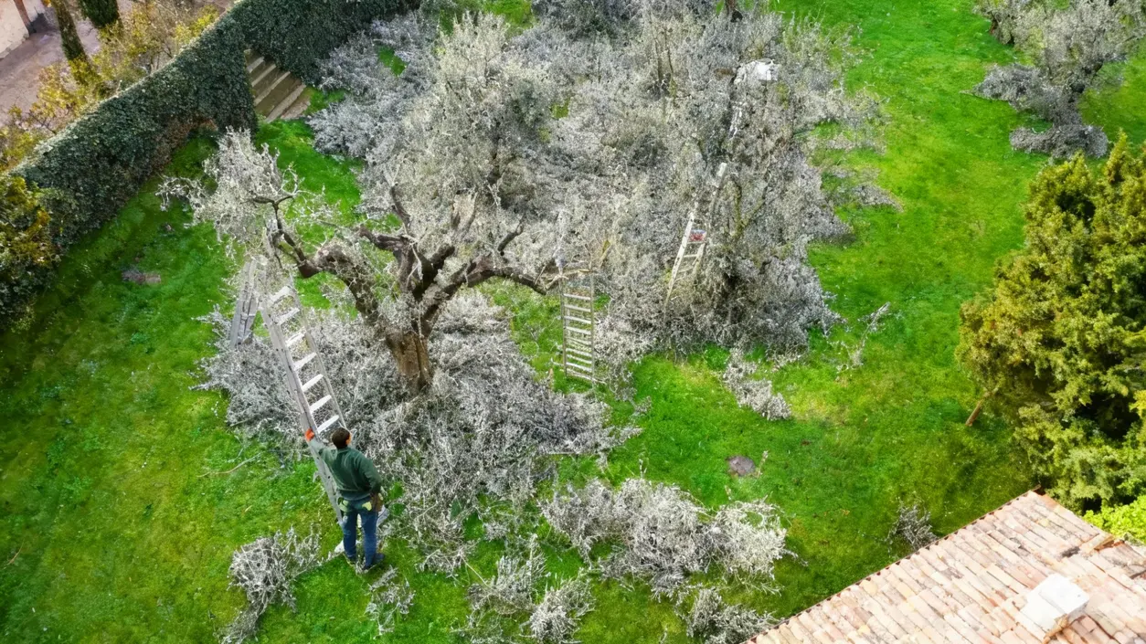 Potatura di un ulivo in un giardino con scale e rami tagliati a terra