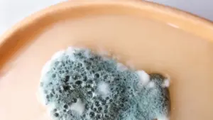 Primo piano di muffa verde su una superficie umida