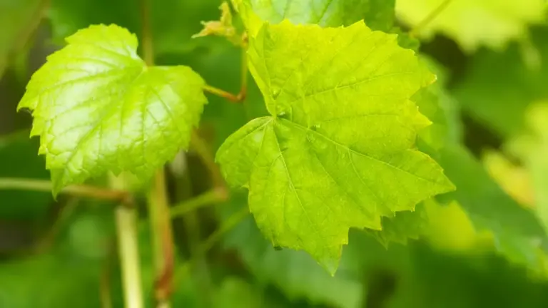 Foglie verdi sane di una pianta da giardino in primo piano