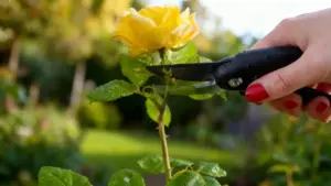 Mano che taglia il ramo di una rosa gialla con cesoie da potatura in giardino