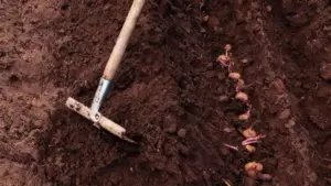 Patate seminate nel terreno con una zappa a fianco