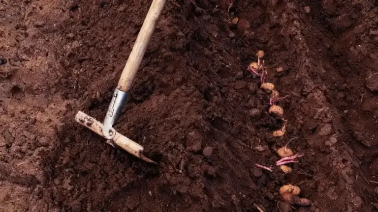 Patate seminate nel terreno con una zappa a fianco