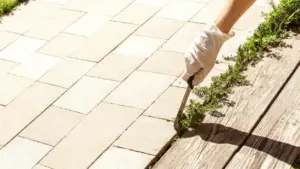 Mano con guanto rimuove erbacce dalle fughe di un vialetto lastricato