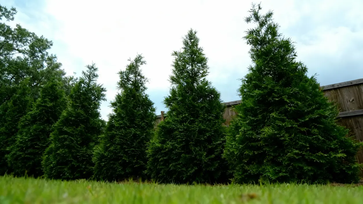 Siepi sempreverdi ben curate in un giardino con prato verde