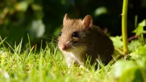 Un topo tra l'erba in un orto, fotografato in ambiente naturale