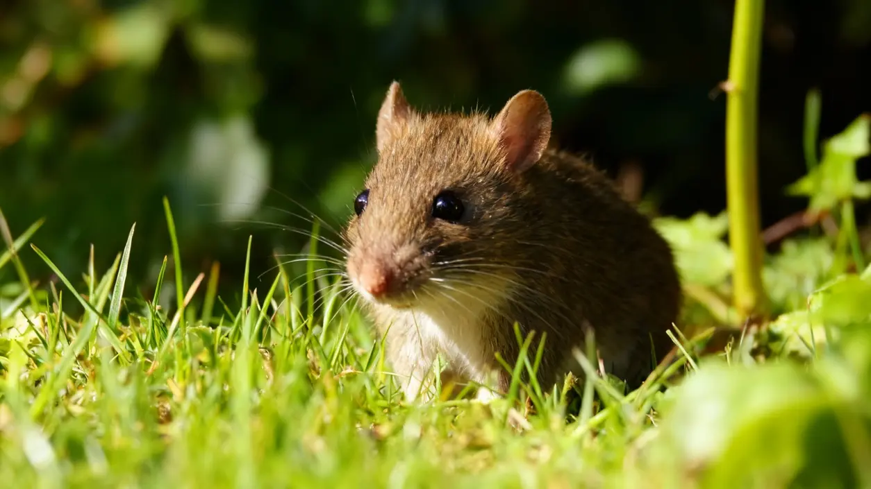 Un topo tra l'erba in un orto, fotografato in ambiente naturale