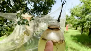 Trappola artigianale per calabroni appesa a un ramo in giardino