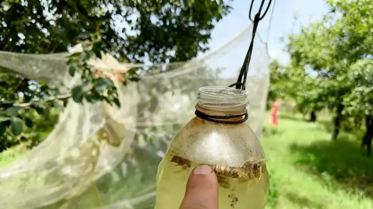 Trappola artigianale per calabroni appesa a un ramo in giardino