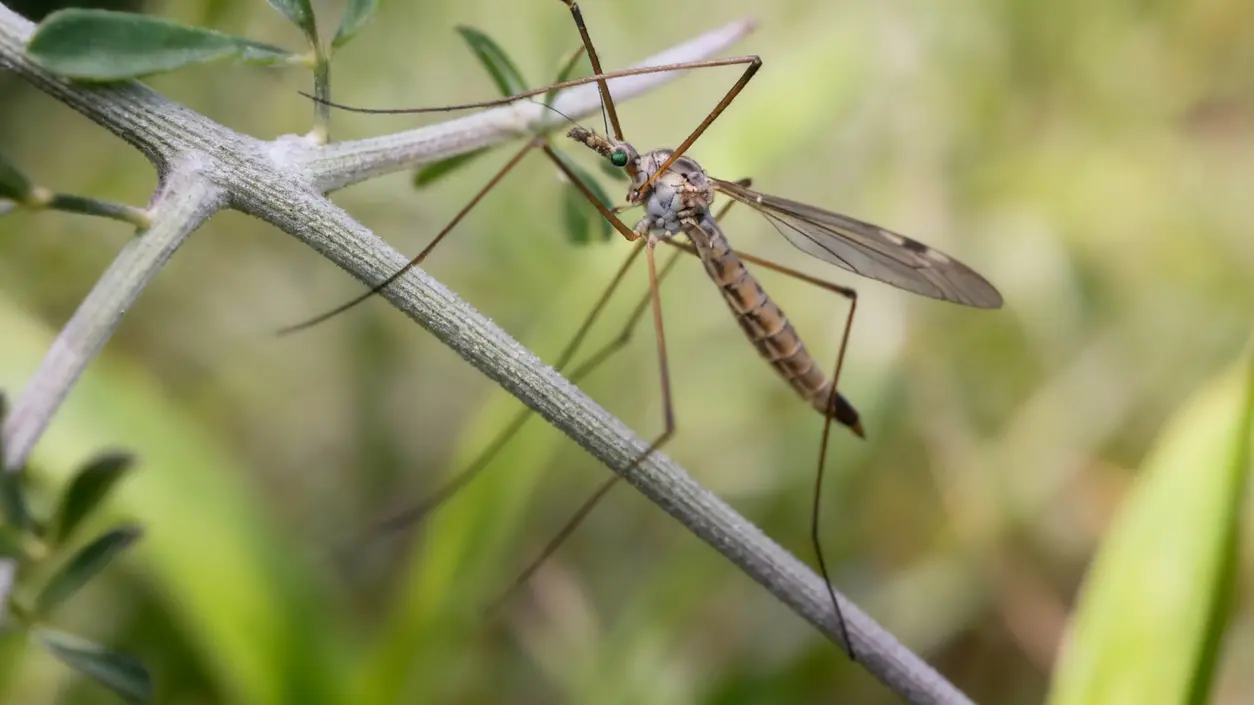 Una zanzara appoggiata su un ramo in un ambiente naturale